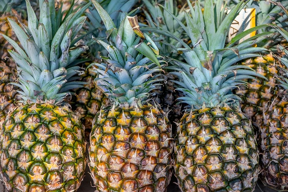 Sugarloaf pineapple